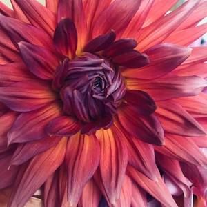 Meet your Posher, Brendalee